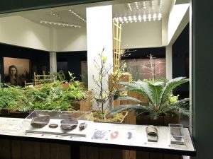 KU Natual History Mesuem Paleo Garden Exhibit with Sunlite ST30 -1