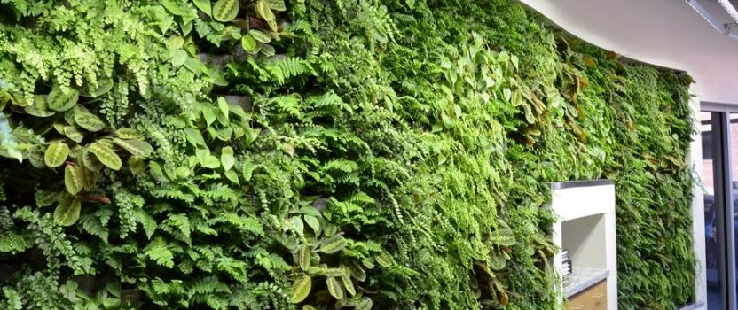 New Office Green Wall Installation by ArchNexus